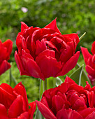 Tulipa First Price