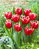 Tulipa 'Vampire'