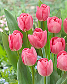 Tulipa 'Lady Astrid'
