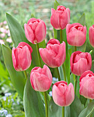 Tulipa Lady Astrid