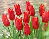 Tulipa 'Gaia'