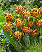 Tulipa Brownie