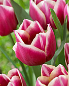 Tulipa Lifestyle