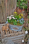 Osterhase neben Zink-Jardiniere mit Frühlingsblumen