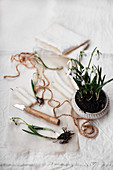 Potted snowdrops, twine, knife and candles
