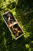 Wild mushrooms in a basket on moss
