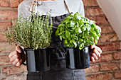 A woman holds enamel handle pots with thyme and basil