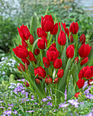 Tulipa Roulette