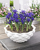 Iris reticulata 'Blue Hill'®