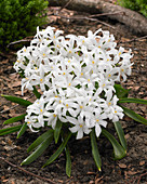 Chionodoxa luciliae 'Alba'