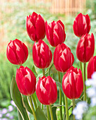 Tulipa 'Temptation'