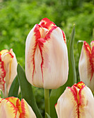 Tulipa 'Aquarel'