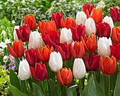 Tulipa triumph mix