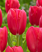 Tulipa Rasteau