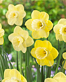 Narcissus Altun Ha