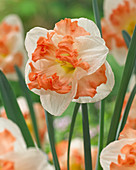 Narcissus Sunny Girlfriend