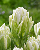 Tulipa Harborlight