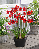 Hippeastrum 'Red Rascal'®