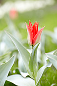 Tulipa eichleri 'Excelsa'