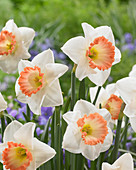 Narcissus Coral Ribbon