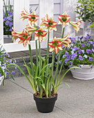 Hippeastrum 'Ratatouille'®