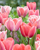 Tulipa 'King of Kings', Tulipa '316'