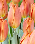 Tulipa Annie Schilder