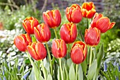 Tulipa Tansu Ciller