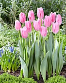 Tulipa 'Mistress'