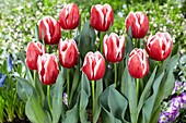 Tulipa