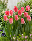 Tulipa Supermodel