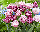 Tulipa 'Cotton Candy' 'Color Burst'