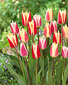 Tulipa Surprise mix