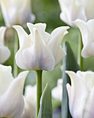 Tulipa 'White Liberstar'