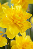 Narcissus 'Double Power'