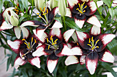 Lilium Black Eye