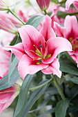 Lilium Pink Magic