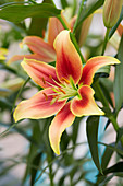 Lilium bicolour