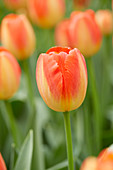 Tulipa 'Prins Claus'