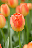 Tulipa Prins Claus