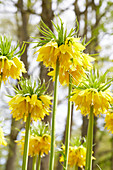 Fritillaria imperialis Lutea