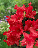 Rhododendron 'Baden-Baden'