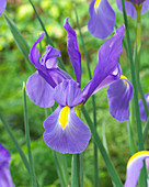 Iris hollandica 'Telstar'