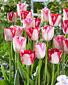 Tulipa 'Infiniti''Just Kissed'