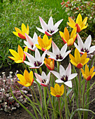 Tulipa clusiana var. chrysantha Tubergen's Gem