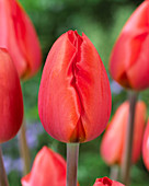 Tulipa Oranje Zon