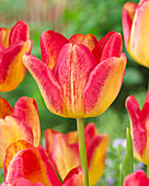 Tulipa 'Headline'