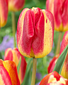 Tulipa Colour Mistic