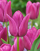 Tulipa Blue Beauty