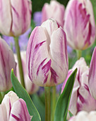 Tulipa Flaming Flag